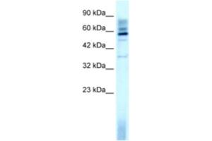 Western Blotting (WB) image for anti-TAF15 RNA Polymerase II, TATA Box Binding Protein (TBP)-Associated Factor, 68kDa (TAF15) antibody (ABIN2460174) (TAF15 antibody)