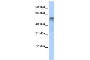 WB Suggested Anti-IRF6 Antibody Titration:  0. (IRF6 antibody  (Middle Region))
