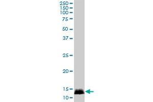 CALML3 MaxPab polyclonal antibody. (CALML3 antibody  (AA 1-149))