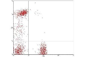 Flow Cytometry (FACS) image for anti-CD8, CD4 antibody (FITC,PE) (ABIN2144402) (CD8, CD4 antibody (FITC,PE))