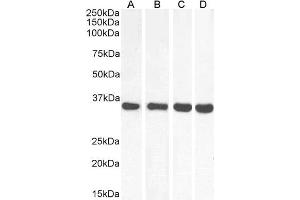 ABIN5539864 (0. (MDH2 antibody  (Internal Region))