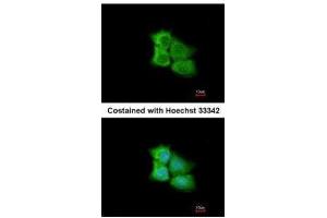 ICC/IF Image Immunofluorescence analysis of methanol-fixed A431, using PCMT1, antibody at 1:200 dilution.