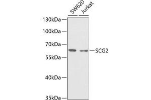 Western blot analysis of extracts of various cell lines, using SCG2 antibody (ABIN6129461, ABIN6147421, ABIN6147423 and ABIN6222065) at 1:1000 dilution. (SCG2 antibody  (AA 30-320))