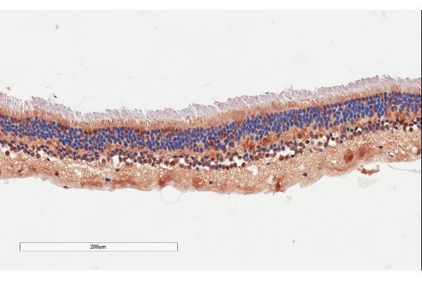 ARMS2 antibody  (Internal Region)