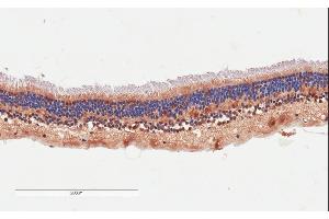 ABIN570842 (4µg/ml) staining of paraffin embedded Human Retina. (ARMS2 antibody  (Internal Region))