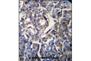RPL35 Antibody (C-term) (ABIN656883 and ABIN2846083) immunohistochemistry analysis in formalin fixed and paraffin embedded human pancreas tissue followed by peroxidase conjugation of the secondary antibody and DAB staining.