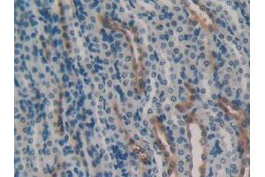 IHC-P analysis of Mouse Kidney Tissue, with DAB staining. (HSPA1B antibody  (AA 1-642))