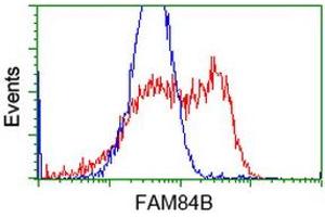 Flow Cytometry (FACS) image for anti-Family with Sequence Similarity 84, Member B (FAM84B) antibody (ABIN1498209) (FAM84B antibody)