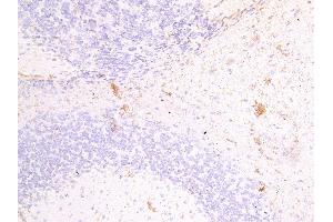 ABIN334397 (4µg/ml) staining of paraffin embedded Mouse Brain. (Fascin 2 antibody  (Internal Region))