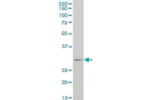 FGF8 monoclonal antibody (M01), clone 2A10 Western Blot analysis of FGF8 expression in HepG2 . (FGF8 antibody  (AA 65-133))