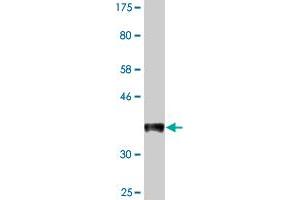 Western Blot detection against Immunogen (33. (FUT5 antibody  (AA 95-164))