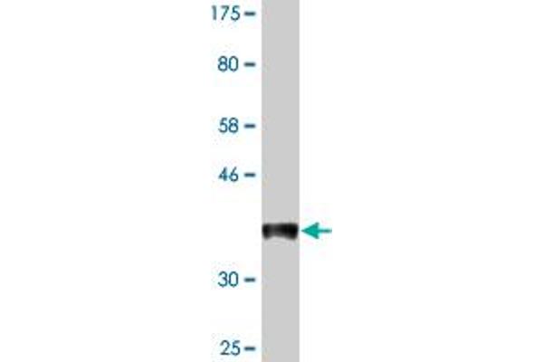 FUT5 antibody  (AA 95-164)