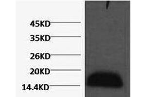 Western Blot analysis of Zebrafish skeletal muscle using Histone H3 Monoclonal Antibody at dilution of 1:2000. (Histone 3 antibody)