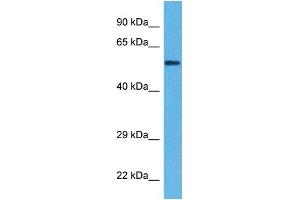 Host:  Rabbit  Target Name:  KL  Sample Tissue:  Human DLD1 Whole Cell  Antibody Dilution:  1ug/ml (Klotho antibody  (Middle Region))