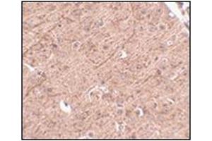 Immunohistochemistry of LASS5 in mouse brain tissue with this product at 2. (LASS5 antibody  (N-Term))