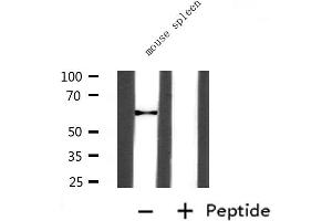 Western blot analysis of extracts from Mouse slpeen, using ANGPT2 Antibody. (Angiopoietin 2 antibody  (N-Term))