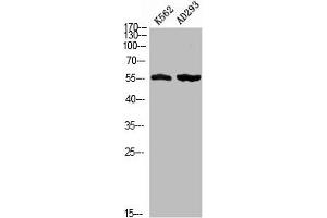 Western blot analysis of K562 AD293 using Phospho-MEF-2D (S444) antibody. (MEF2D antibody  (pSer444))