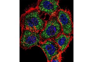 Fluorescent confocal image of A431 cell stained with TSC22D2 Antibody (N-term). (TSC22D2 antibody  (N-Term))