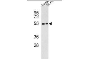 Western blot analysis of NR1H2 Antibody (N-term) (ABIN652465 and ABIN2842316) in Ramos, HL-60 cell line lysates (35 μg/lane). (NR1H2 antibody  (N-Term))