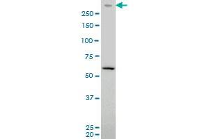 PRKDC monoclonal antibody (M03), clone 2A8 Western Blot analysis of PRKDC expression in Hela S3 NE .