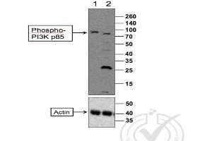 Image provided by Independent Validation Program, badge 29801. (PI3K p85 alpha/gamma antibody  (pTyr199, pTyr467))