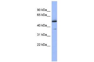 WB Suggested Anti-AKAP7 Antibody Titration:  0. (AKAP7 antibody  (Middle Region))