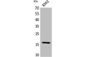 Western Blot analysis of K562 cells using CRBP II Polyclonal Antibody. (RBP2 antibody  (Internal Region))