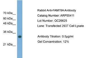 WB Suggested Anti-FAM78A  Antibody Titration: 0. (FAM78A antibody  (C-Term))