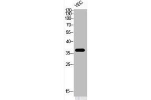 Western Blot analysis of VEC cells using Phospho-AP-1 (T239) Polyclonal Antibody (C-JUN antibody  (pThr239))