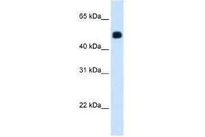 WB Suggested Anti-HMGCS2 Antibody Titration:  1. (HMGCS2 antibody  (C-Term))