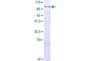 Image no. 1 for RNA Pseudouridylate Synthase Domain Containing 2 (RPUSD2) (AA 1-545) protein (GST tag) (ABIN1318876) (RPUSD2 Protein (AA 1-545) (GST tag))