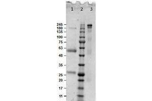 SDS PAGE Results of Bovine IgG Whole Molecule.