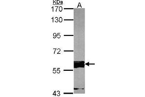 WB Image Sample (30 ug of whole cell lysate) A:NIH-3T3 7. (FASTK antibody  (C-Term))