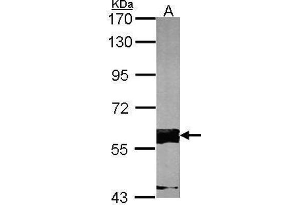 FASTK Antikörper  (C-Term)