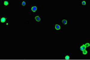 Immunofluorescent analysis of MCF-7 cells using ABIN7170023 at dilution of 1:100 and Alexa Fluor 488-congugated AffiniPure Goat Anti-Rabbit IgG(H+L) (SLC9A1 antibody  (AA 36-102))