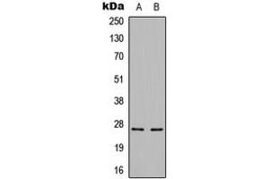 Western blot analysis of Cerebellin 3 expression in HepG2 (A), mouse brain (B) whole cell lysates.