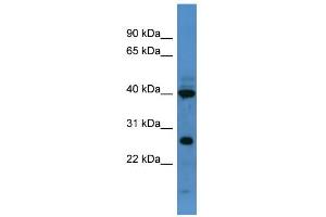WB Suggested Anti-Foxl2 Antibody Titration:  0.