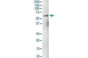 ZNF284 MaxPab polyclonal antibody. (ZNF284 antibody  (AA 1-593))