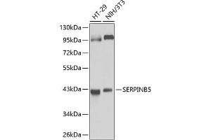 Western blot analysis of extracts of various cell lines, using SERPINB5 antibody  at 1:1000 dilution. (SERPINB5 antibody  (AA 21-189))