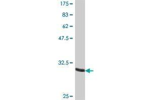 OR13D1 antibody  (AA 2-56)