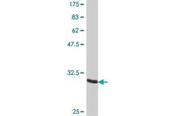 OR13D1 antibody  (AA 2-56)