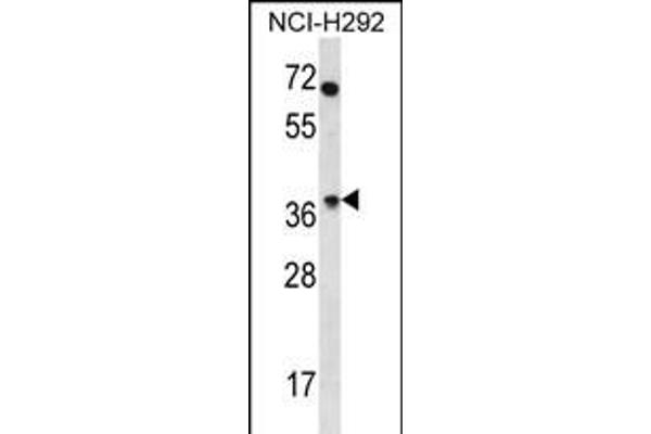 OR4N2 antibody  (N-Term)