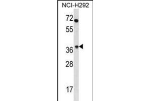 OR4N2 Antibody (N-term) (ABIN656208 and ABIN2845527) western blot analysis in NCI- cell line lysates (35 μg/lane).