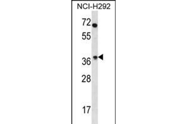 OR4N2 Antikörper  (N-Term)