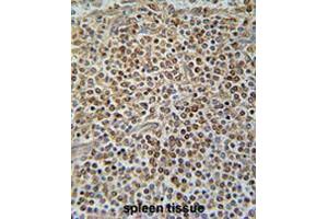 PAX7 Antibody (C-term) immunohistochemistry analysis in formalin fixed and paraffin embedded human spleen tissue followed by peroxidase conjugation of the secondary antibody and DAB staining. (PAX7 antibody  (C-Term))