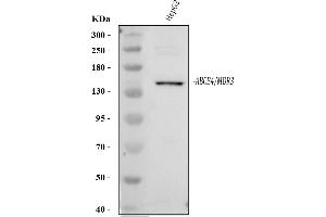 anti-ATP-Binding Cassette, Sub-Family B (MDR/TAP), Member 4 (ABCB4) (AA 1-20), (N-Term) antibody
