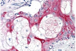 Human Skin, Pilosebaceous Unit (formalin-fixed, paraffin-embedded) stained with CD55 antibody ABIN291344 at 10 ug/ml followed by biotinylated anti-mouse IgG secondary antibody ABIN481714, alkaline phosphatase-streptavidin and chromogen. (CD55 antibody)