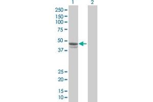 Western Blot analysis of SERPINE1 expression in transfected 293T cell line by SERPINE1 MaxPab polyclonal antibody. (PAI1 antibody  (AA 1-402))