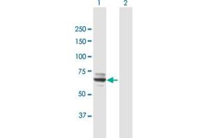 Western Blot analysis of MOXD1 expression in transfected 293T cell line by MOXD1 MaxPab polyclonal antibody. (MOXD1 antibody  (AA 1-613))