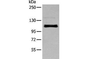 ZNF281 antibody